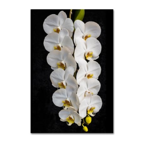 Kurt Shaffer 'Orchid Swag' Canvas Art,16x24